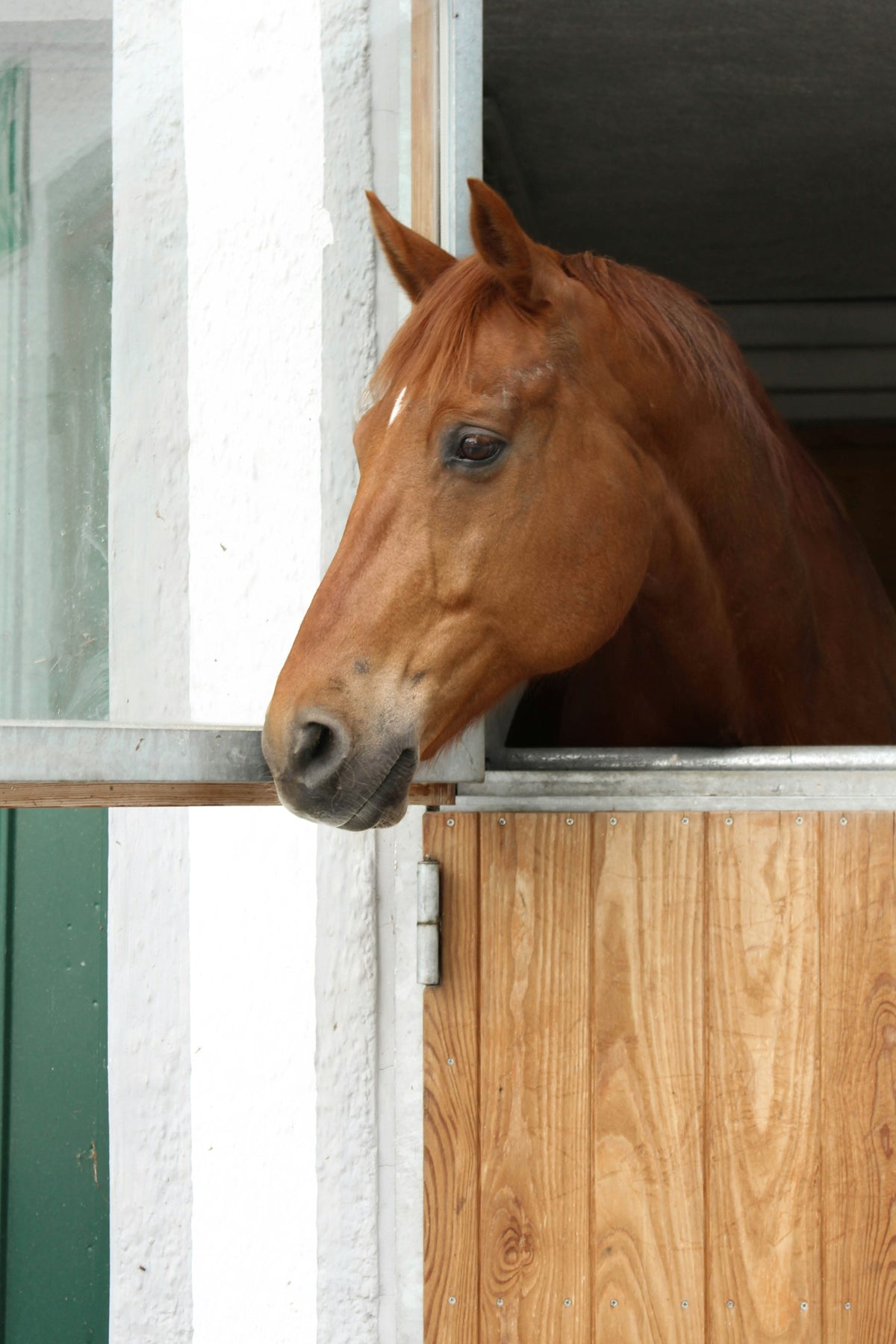 Braunes Pferd schaut aus dem Stallfenster